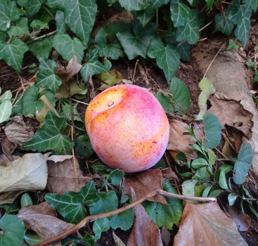 Geocaching Peach Hide